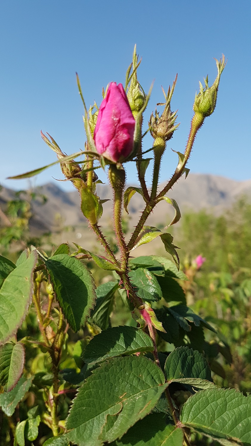 Rose picking, Qamsar, Iran